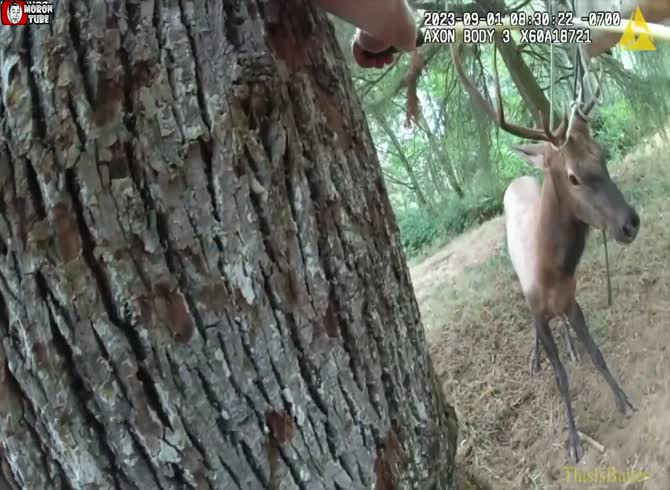 Video :An elk assaulted a police officer as he attempted to rescue him